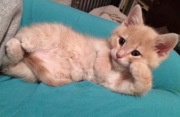 Кот лежит на боку