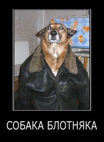 Пес в кожаной куртке