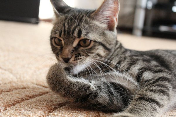 Задумчивая кошка