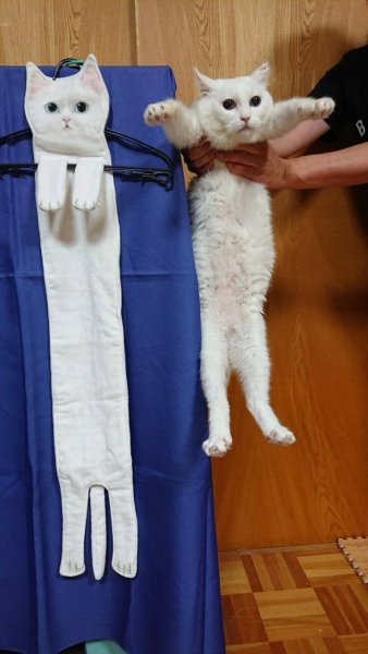 Длинный кот