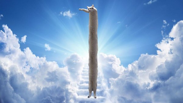 Longcat Мем