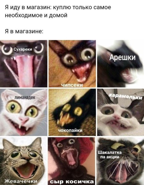 Кот Мем