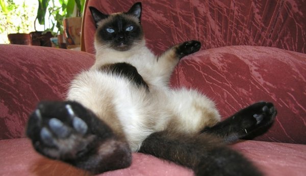 Тайская кошка