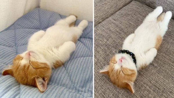 Спящие котята