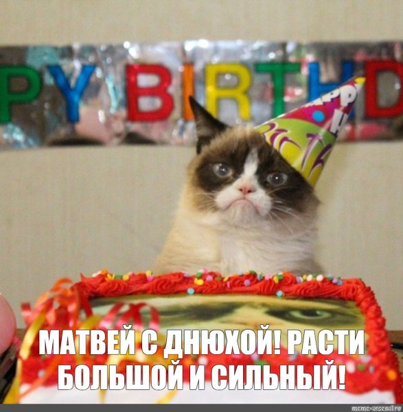 Мемы коты с др