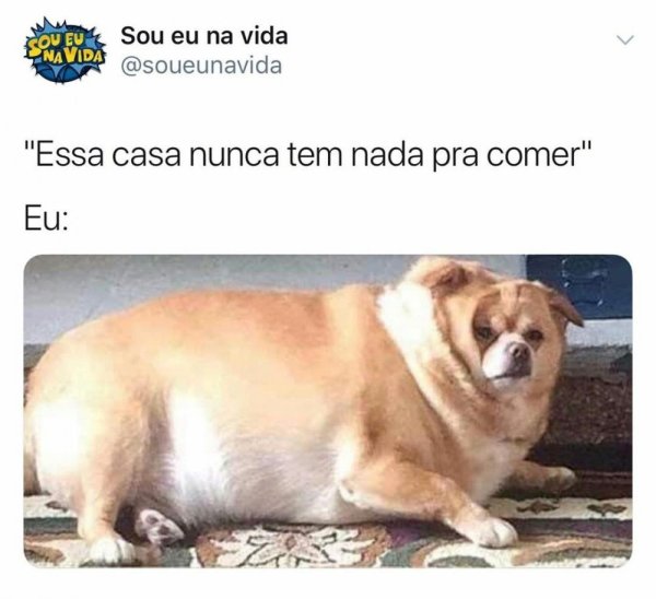 Мемы про жирных собак