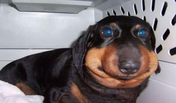 Таксу укусила пчела