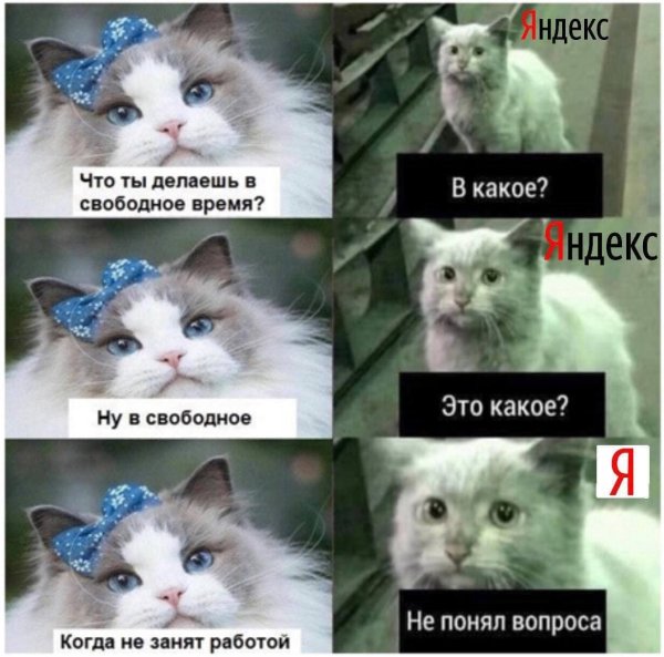 Мем коты свободное время