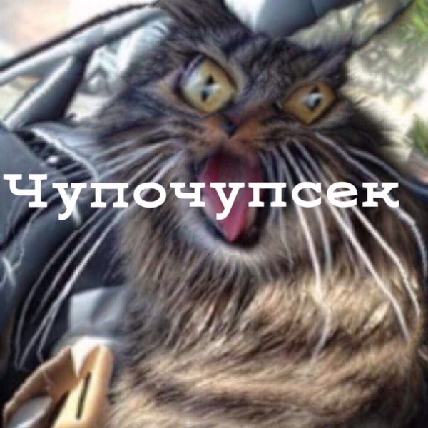 Сухарики кот