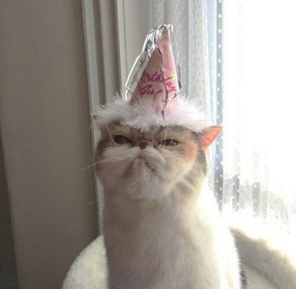 Колпаки кот