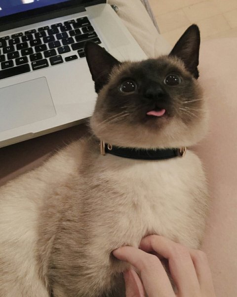 Топовый кот