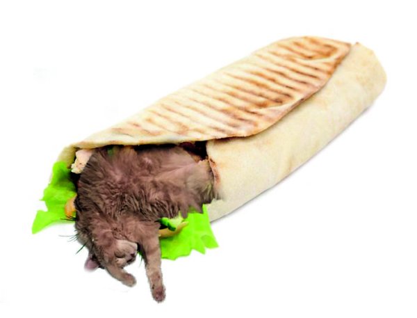 Кот шаурма
