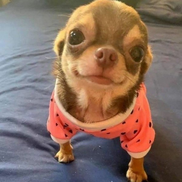 Собачки маленькие смешные