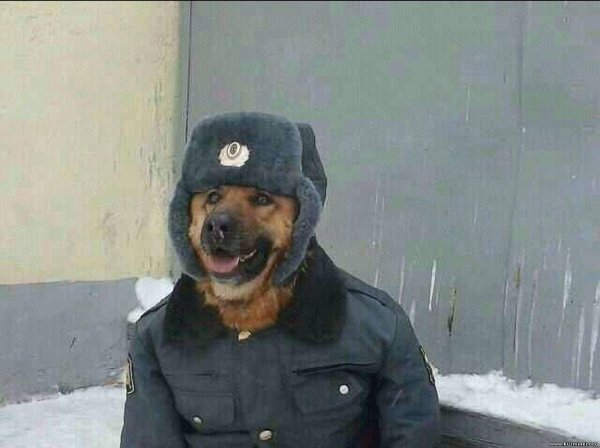 Собака в кожаной куртке