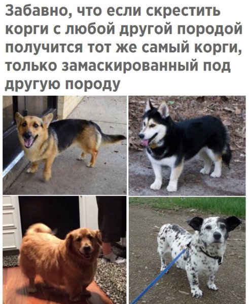 Помесь корги с другими породами