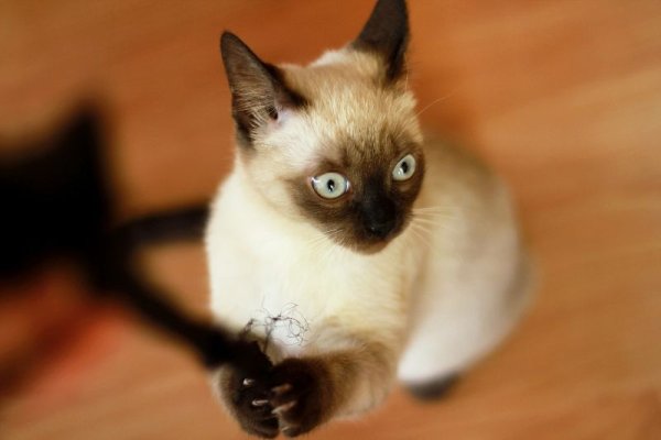 Сиамский Сноу-Шу