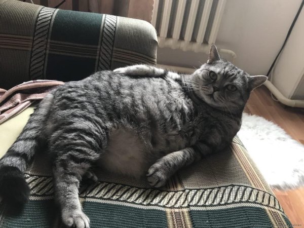 Толстый серый кот