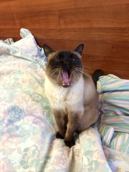 Сиамский кот