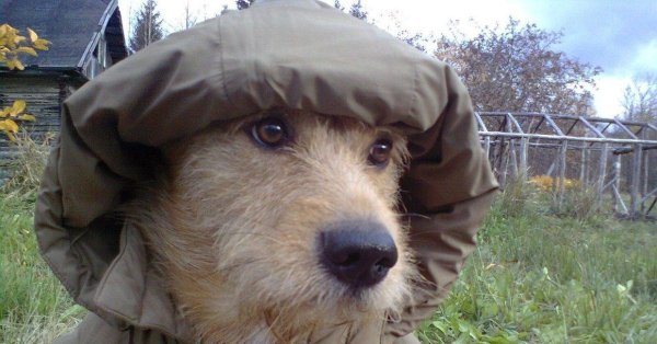 Пес в куртке