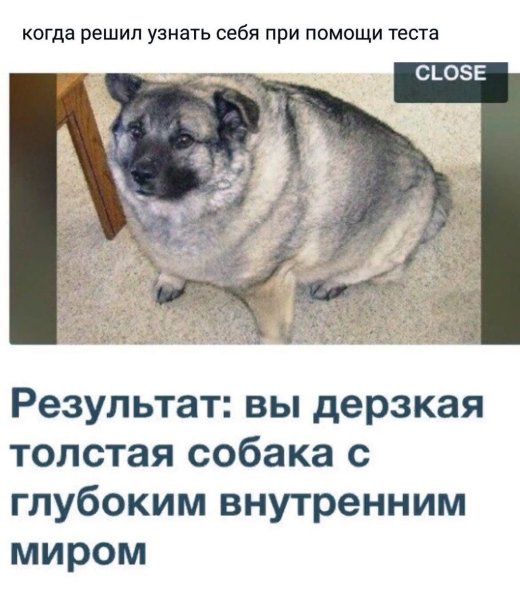 Самые толстые собаки