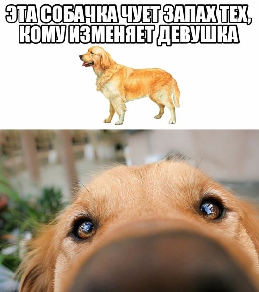 Эта собака чует