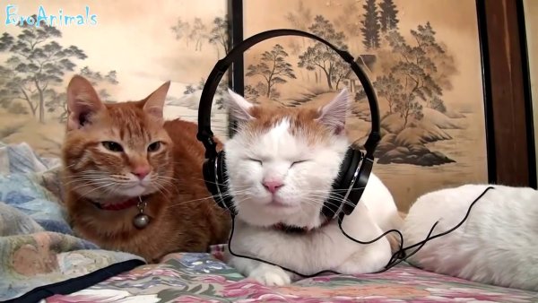 Кот слушает музыку