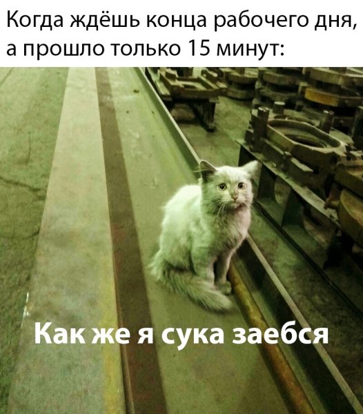 Кот на заводе