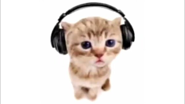 Кот в наушниках флексит