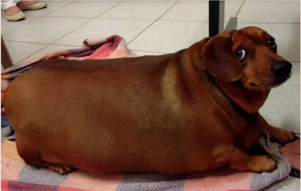 Карликовая такса толстая