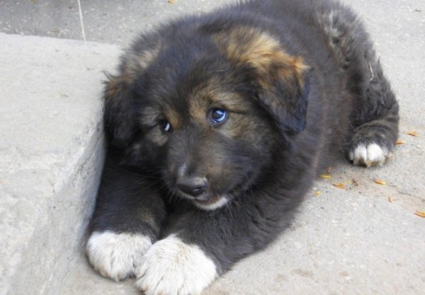 Смешные фото животных с надписями