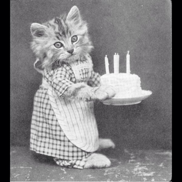 Открытка с днём рождения с котом