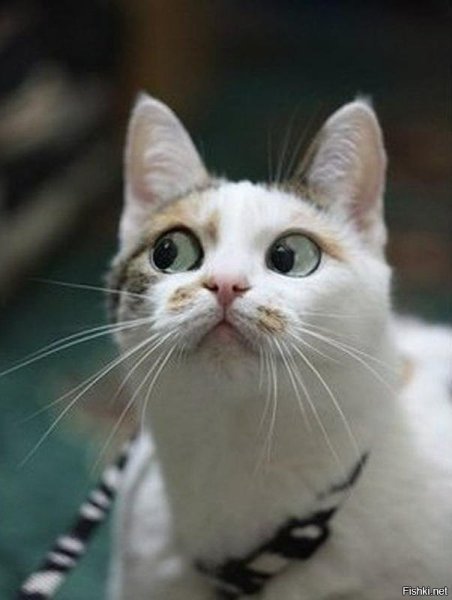 Удивленный кот