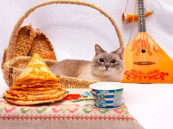 Котик с блинами