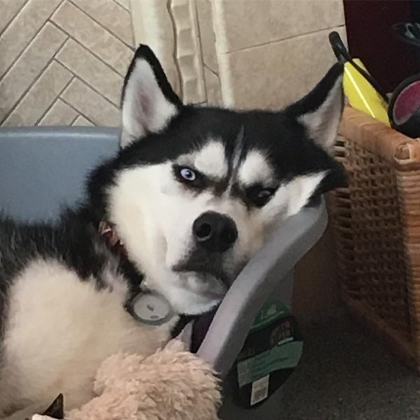 Хаски смешные