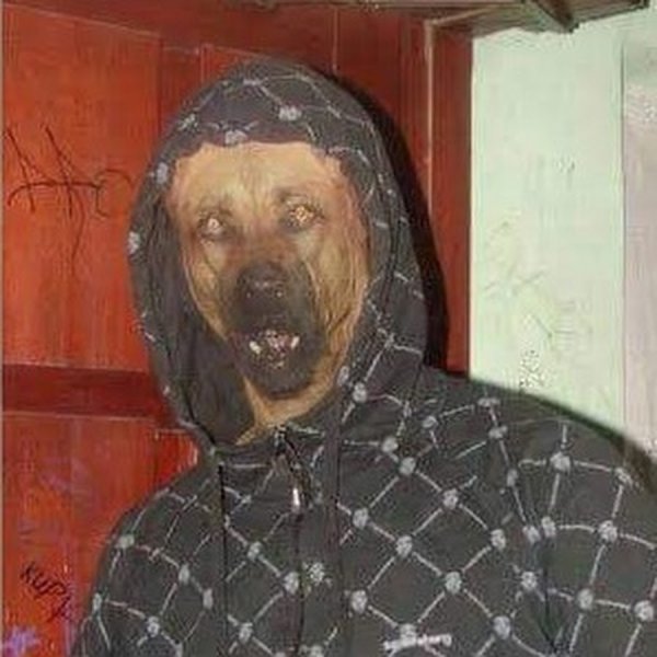 Собака в капюшоне