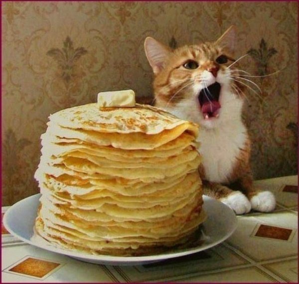 Кот и блины смешные