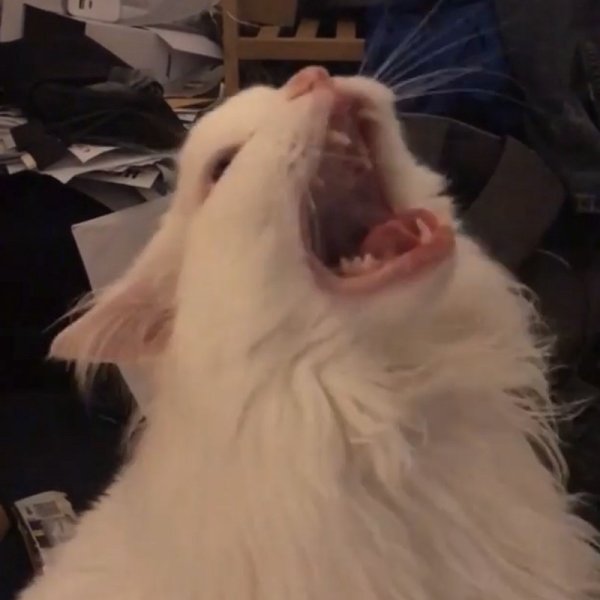 Орущий кот