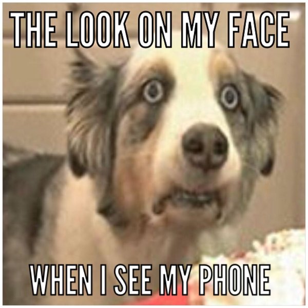 Собака испугалась