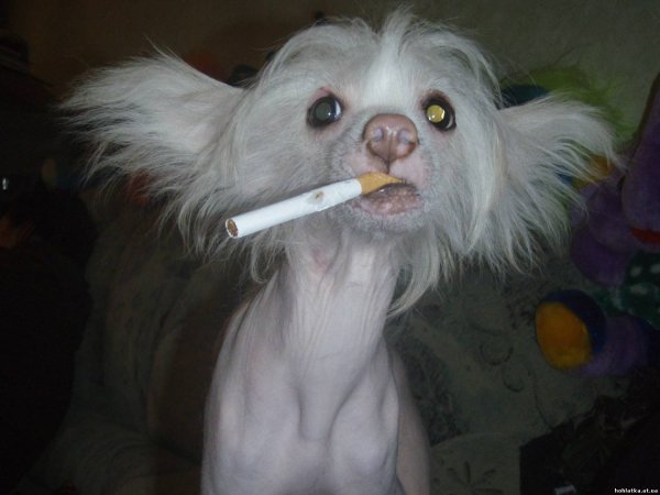 Собачка с сигаретой