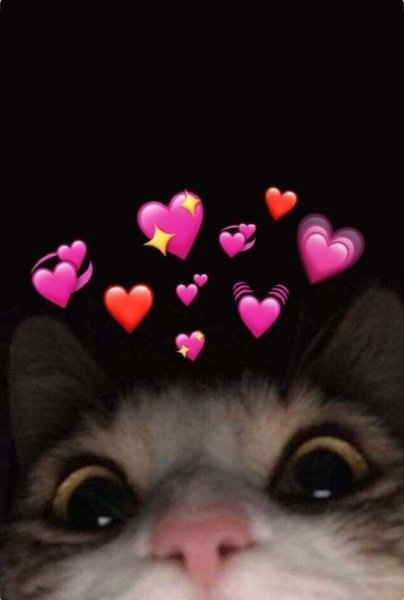 Смешной кот