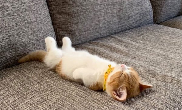 Котёнок лежит ра спине