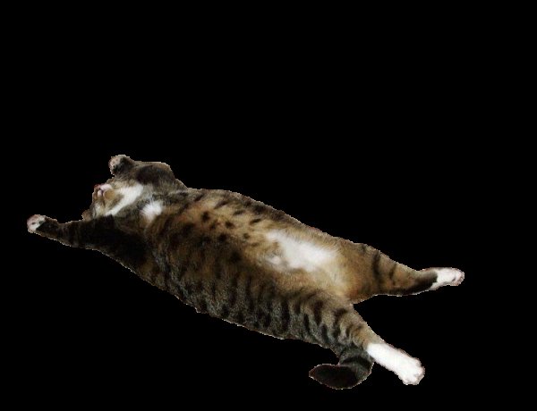 Лежачий кот