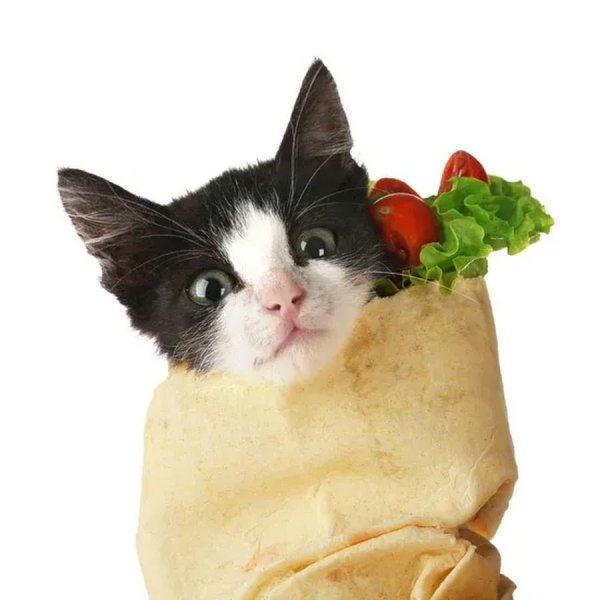 Кот завернутый в лаваш