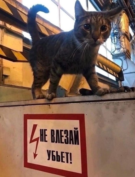 Кот в цеху