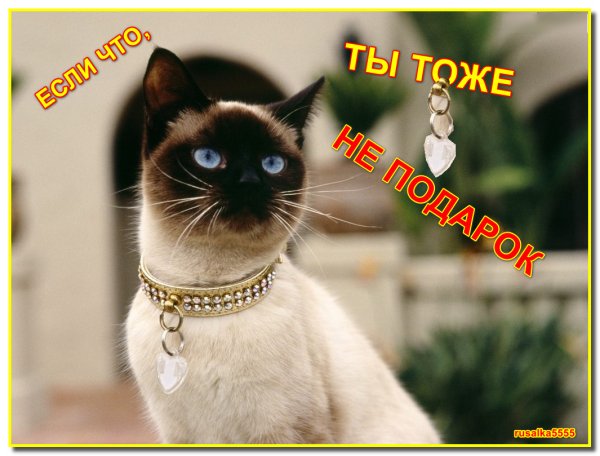 Сиамский кот