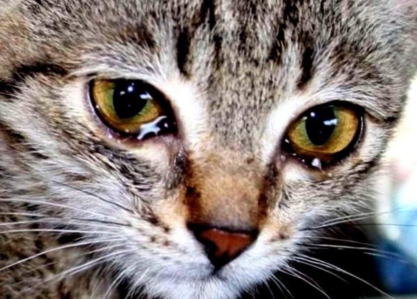 Котик со слезами на глазах