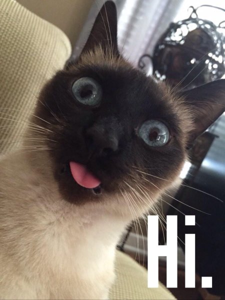 Смешные сиамские коты