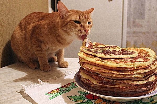 Котик с блинчиками