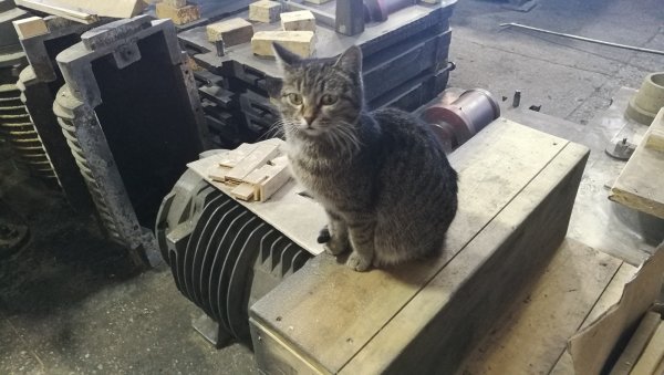 Кот работяга