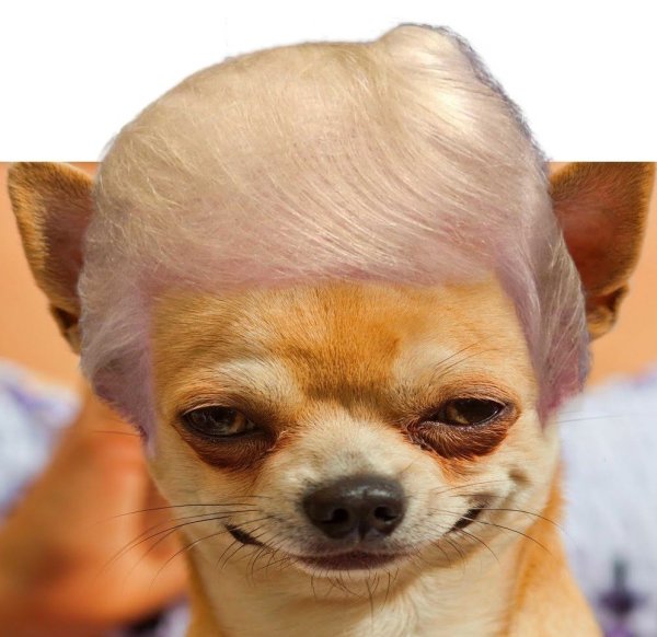 Мемы с чихуа Хуа